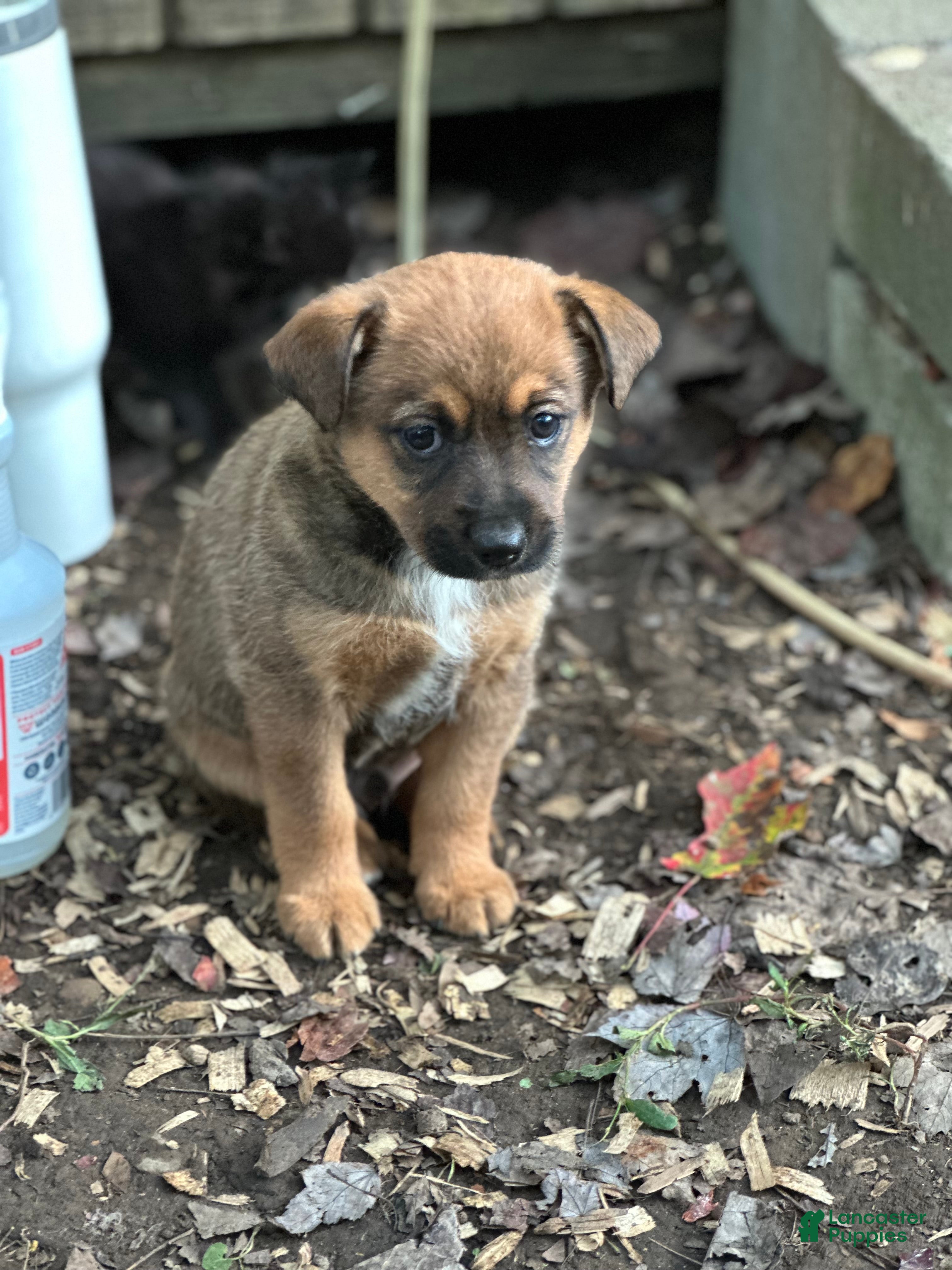 Mixed Breed dogs Buddy - Ad 13