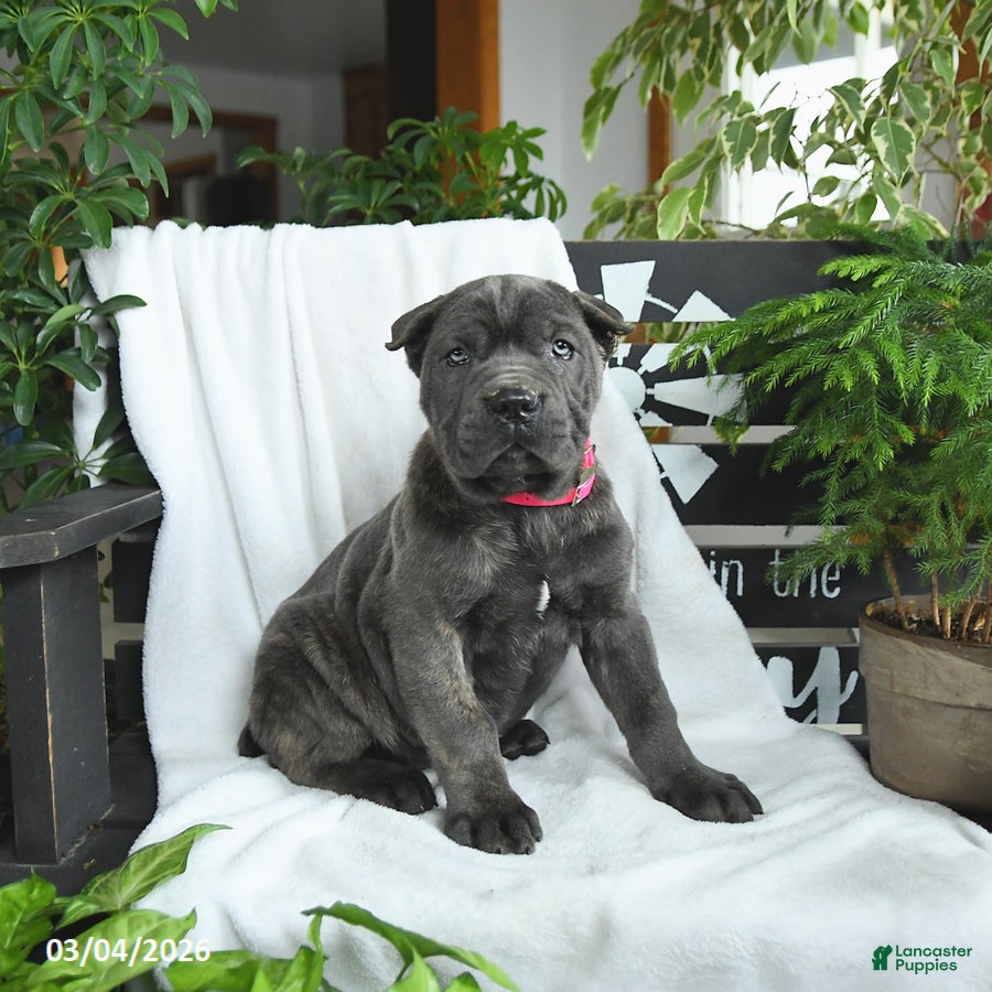 Cane Corso dogs Raven - Ad 1
