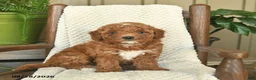 Mini Goldendoodle dogs for sale: Chloe  - Ad 3