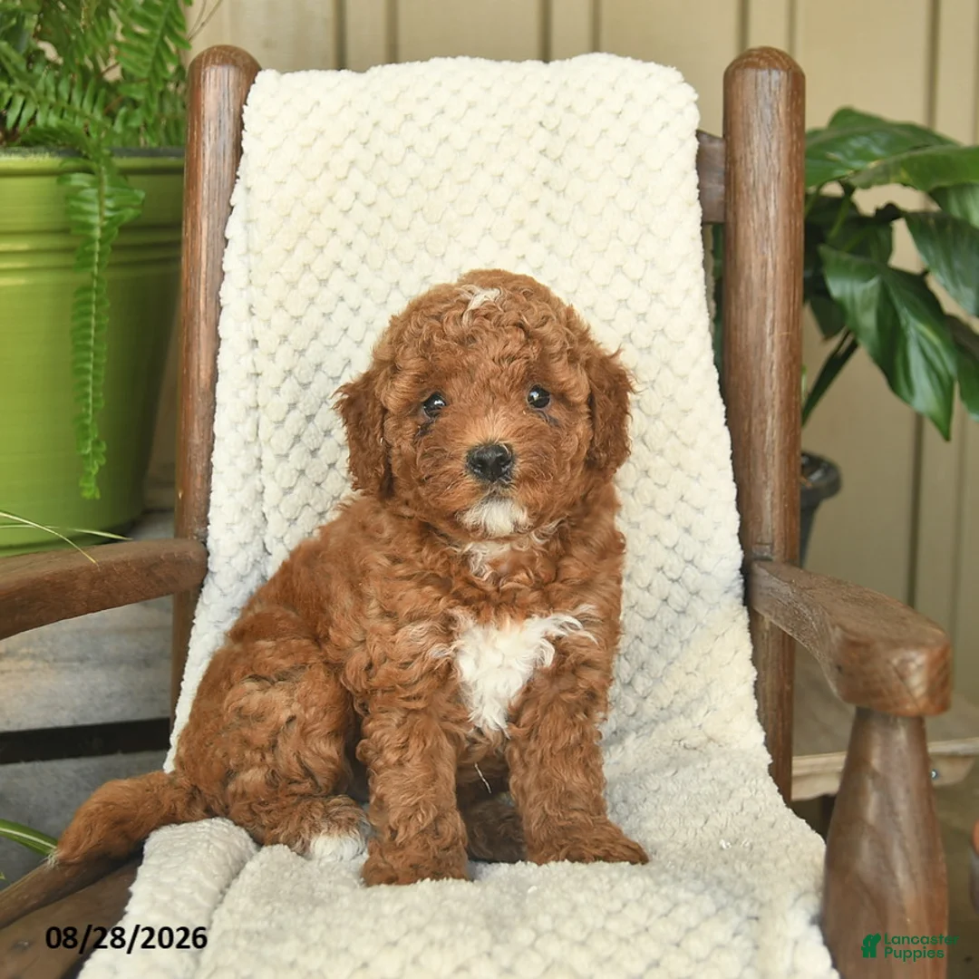Mini Goldendoodle dogs for sale: Chloe  - Ad 3
