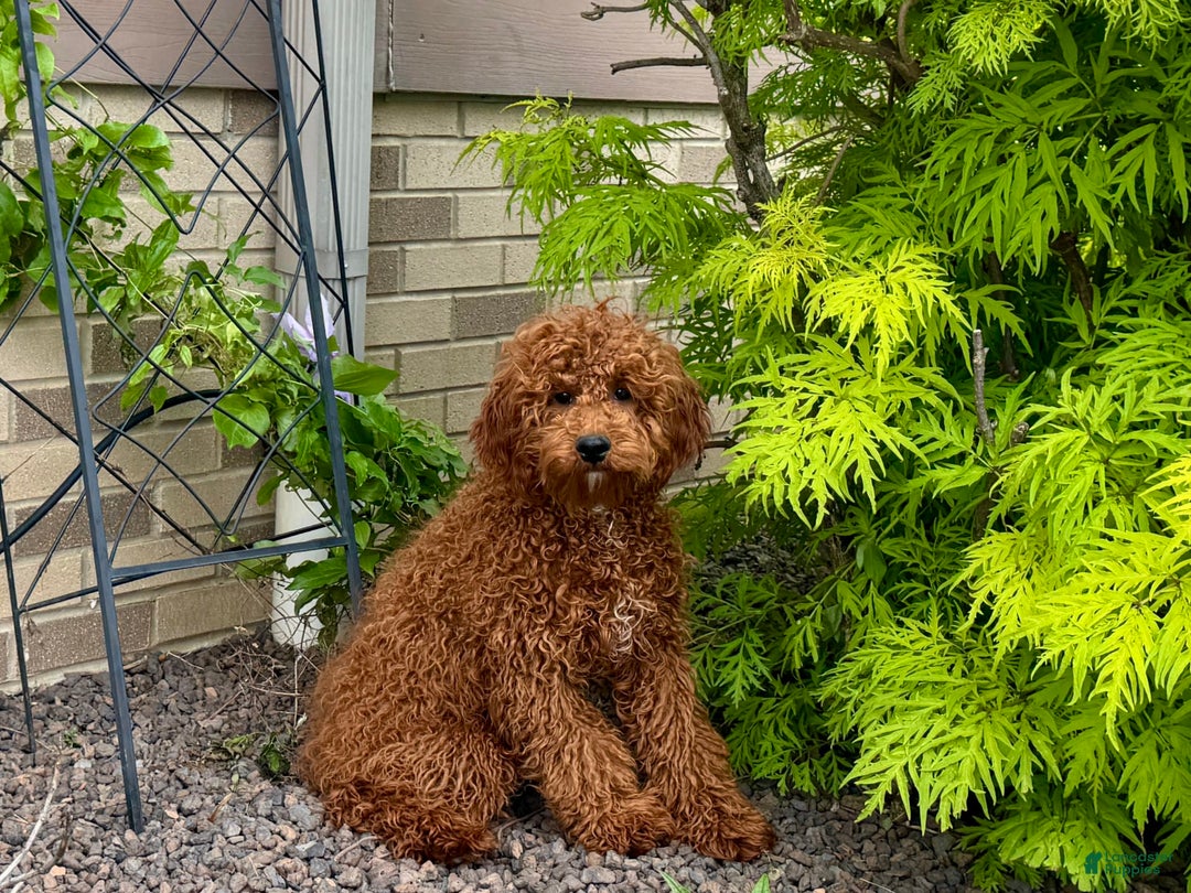 Cavapoo dogs for sale: Justin - Ad 11