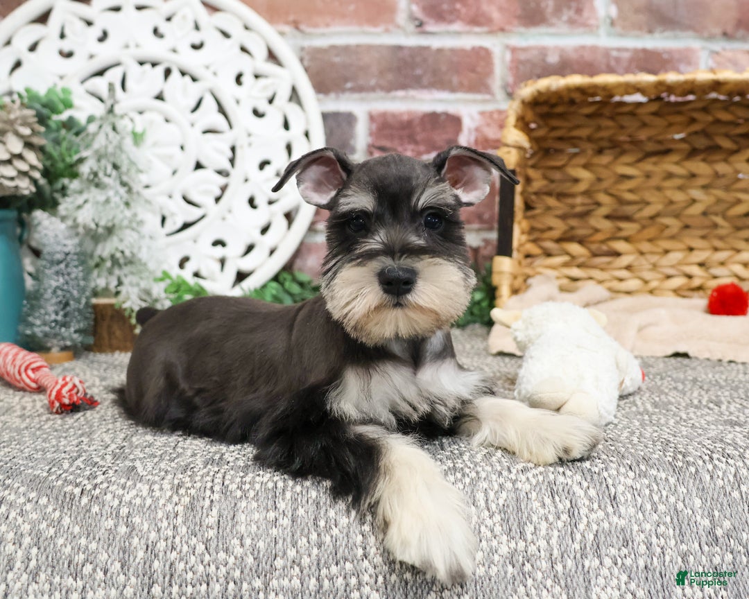 Miniature Schnauzer dogs for sale: Maureen  - Ad 3