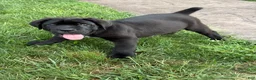 Cane Corso dogs for sale: Kody - Ad 4