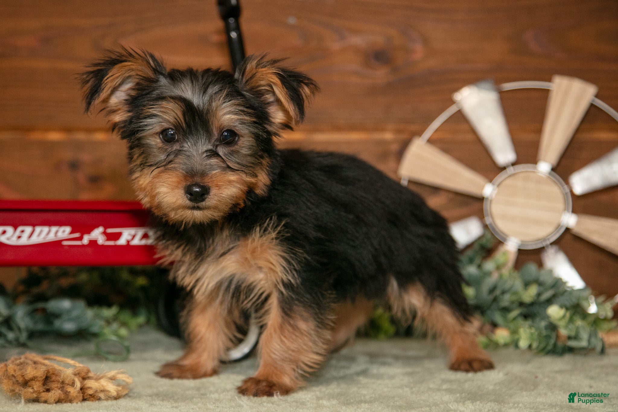Yorkshire Terrier dogs Louie - Ad 1