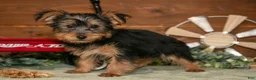 Yorkshire Terrier dogs for sale: Louie - Ad 1