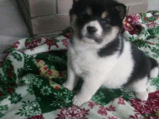 Shiba Inu dogs Nelly - Ad 39