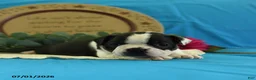 Boston Terrier dogs for sale: Viola - Ad 6
