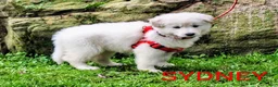 German Shepherd dogs for sale: SYDNEY! LONGCOAT! - Ad 4