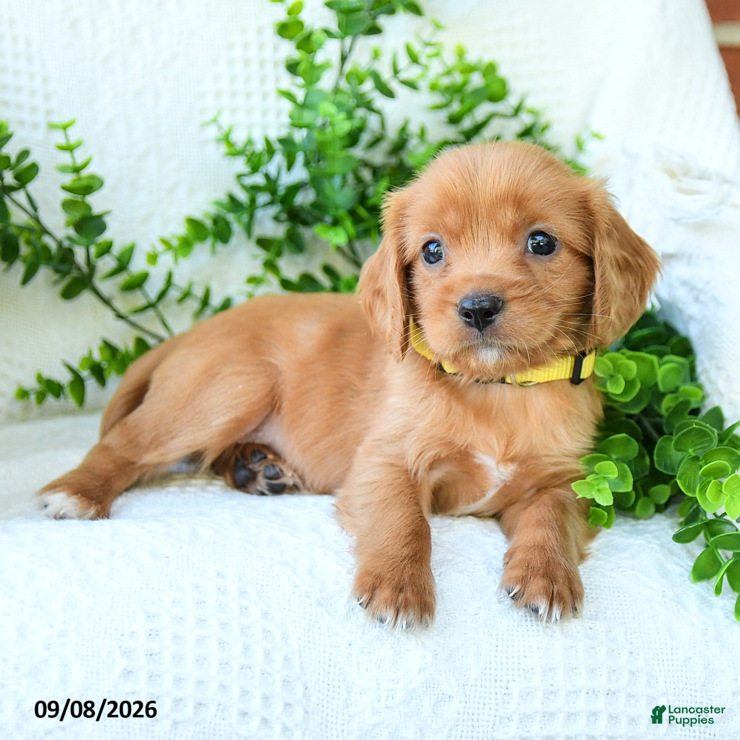 Miniature Golden Retriever dogs Arlo - Ad 2