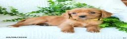 Miniature Golden Retriever dogs for sale: Arlo - Ad 2