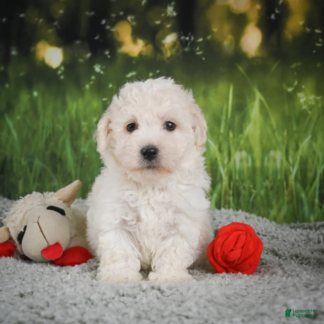Bichon Frise dogs for sale: Romeo - Ad 2