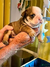 English Bulldog dogs Heavensent Happy - Ad 5