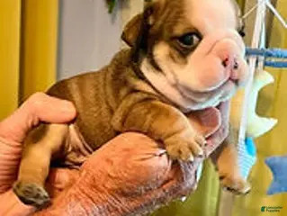 English Bulldog dogs Heavensent Happy - Ad 5