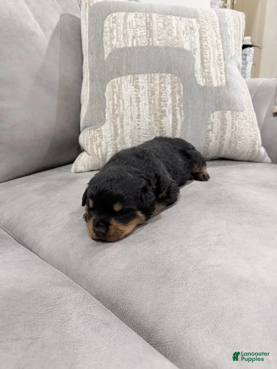 Rottweiler dogs for sale: Rottweiler Boy 1 - Ad 1