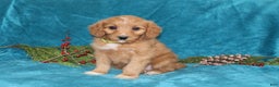 Mini Goldendoodle dogs for sale: Sandy - Ad 1