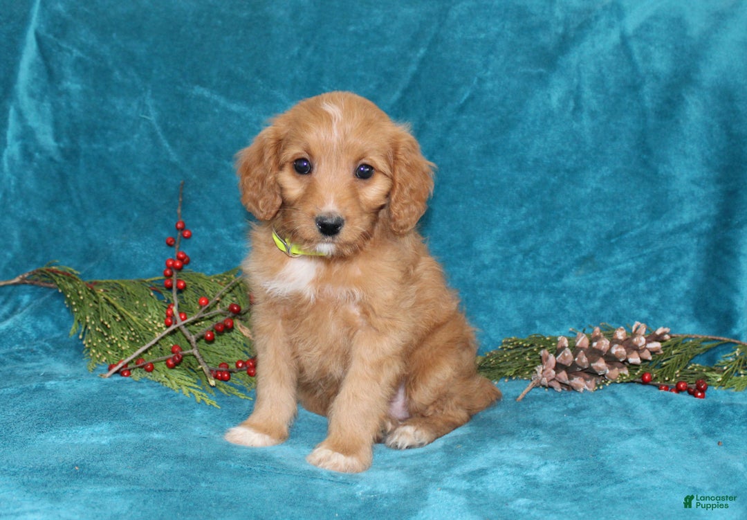 Mini Goldendoodle dogs for sale: Sandy - Ad 1