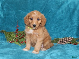 Mini Goldendoodle dogs Sandy - Ad 39