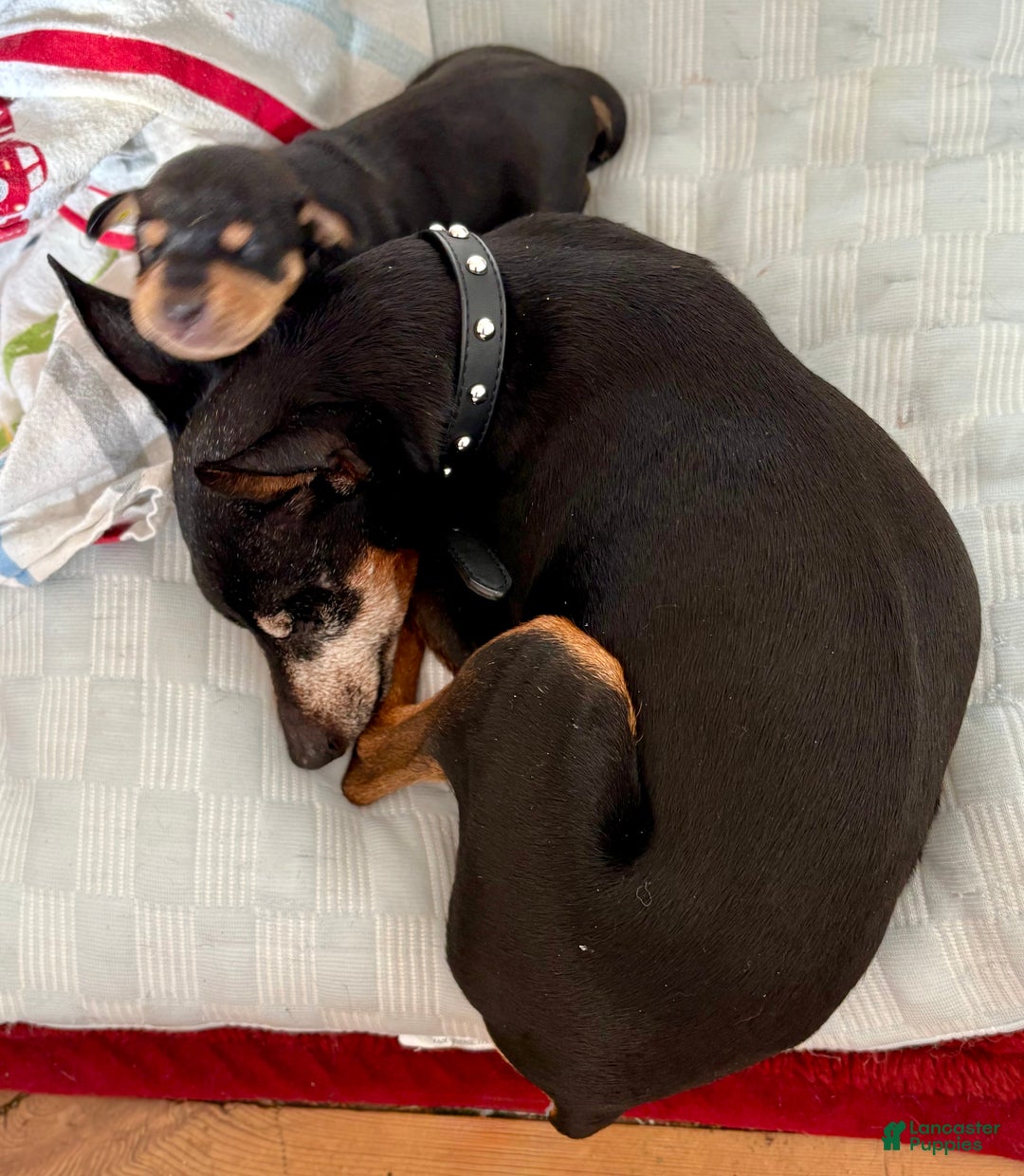 Mixed Breed dogs for sale: Pocket Pet 2 - Ad 3