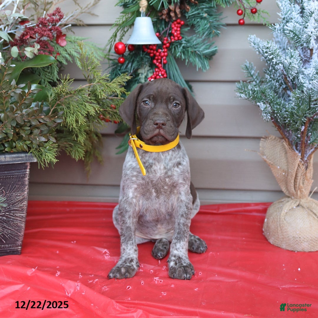 German Shorthaired Pointer dogs for sale: Duke - Ad 2