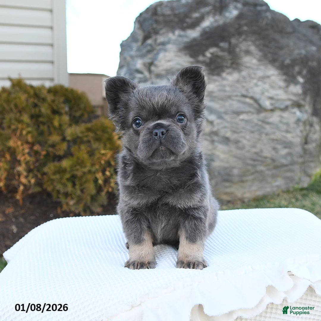 French Bulldog dogs for sale: Indie - Ad 3