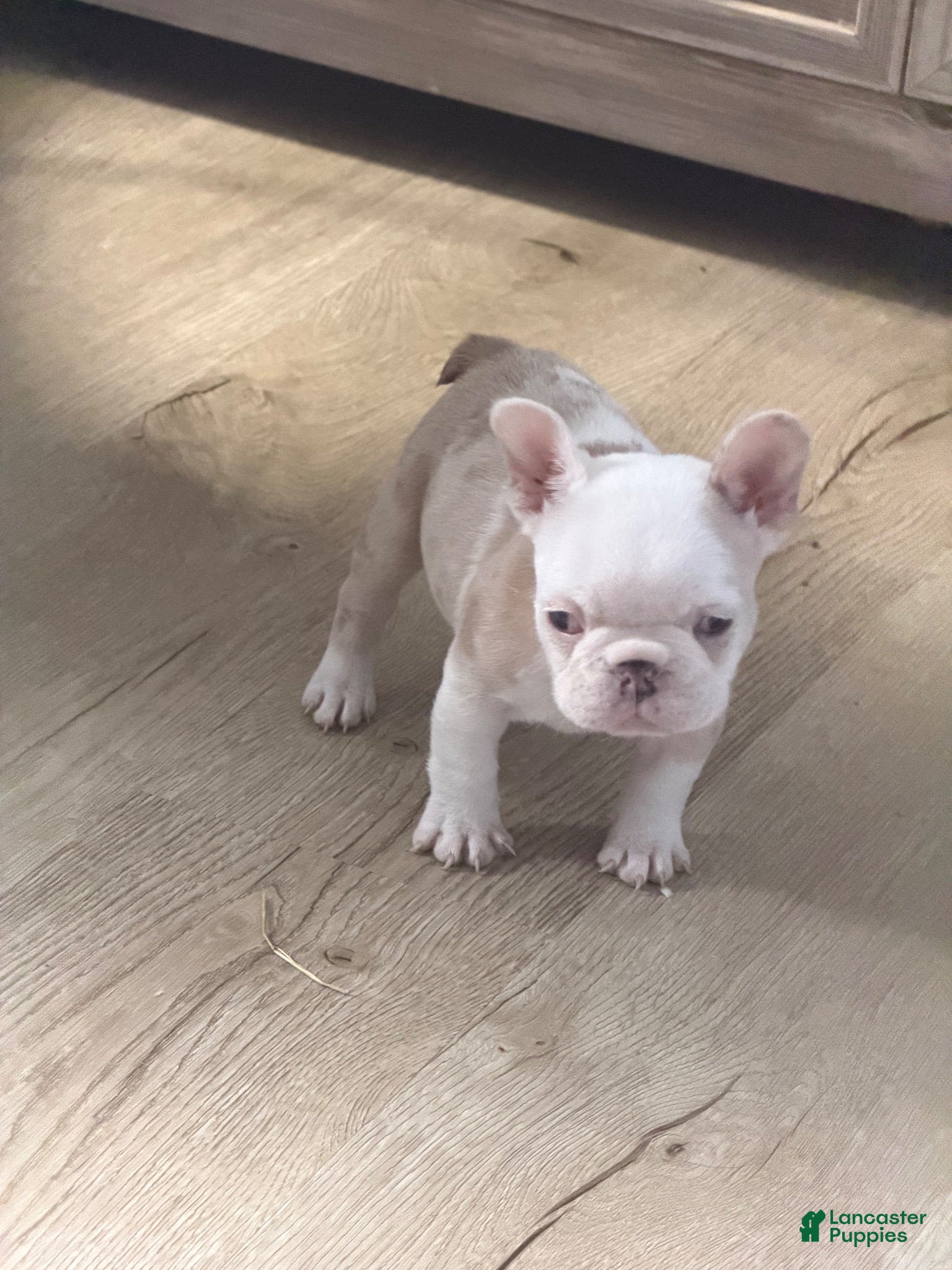 French Bulldog dogs for sale: French Bulldog 3 - Ad 4