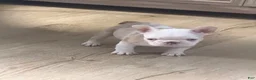 French Bulldog dogs for sale: French Bulldog 3 - Ad 1