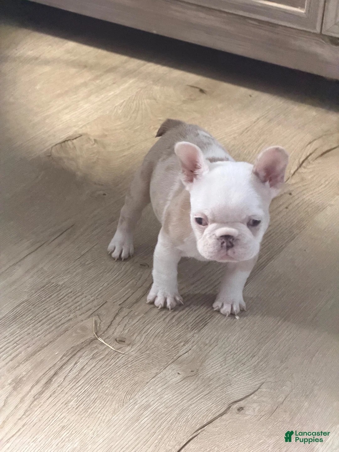 French Bulldog dogs for sale: French Bulldog 3 - Ad 1