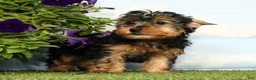 Yorkshire Terrier dogs for sale: Kylan - Ad 1
