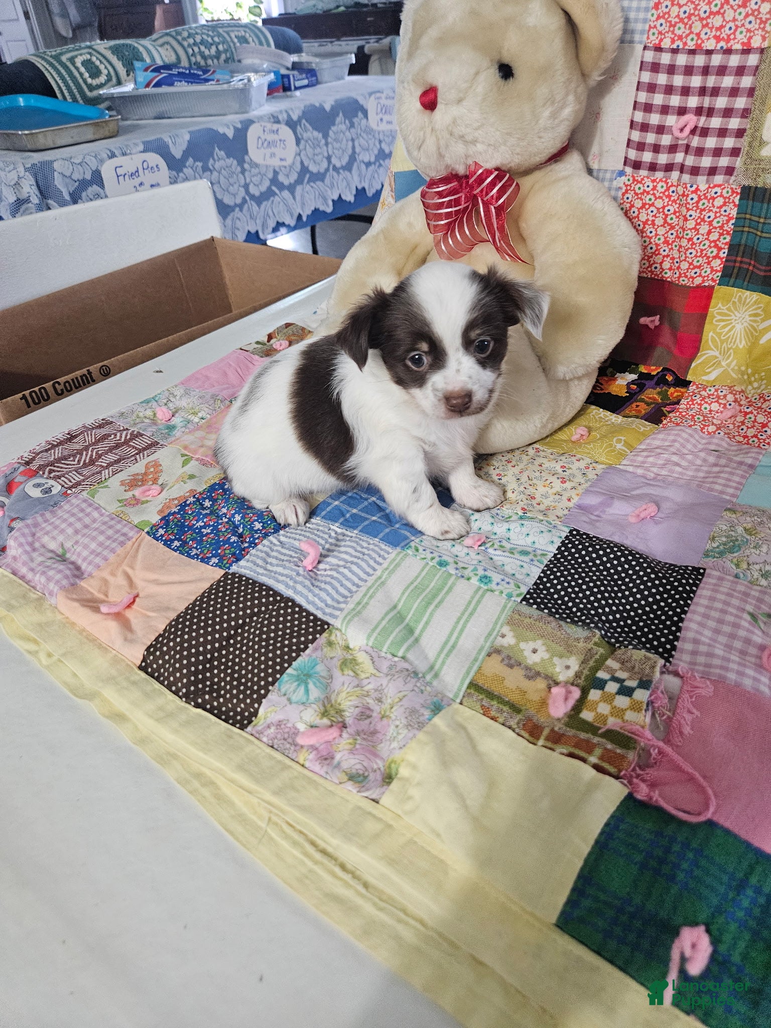 Chihuahua dogs Mini Delilah  - Ad 1