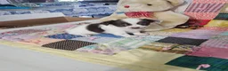 Chihuahua dogs for sale: Mini Delilah  - Ad 1