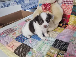 Chihuahua dogs for sale: Mini Delilah - Ad 3