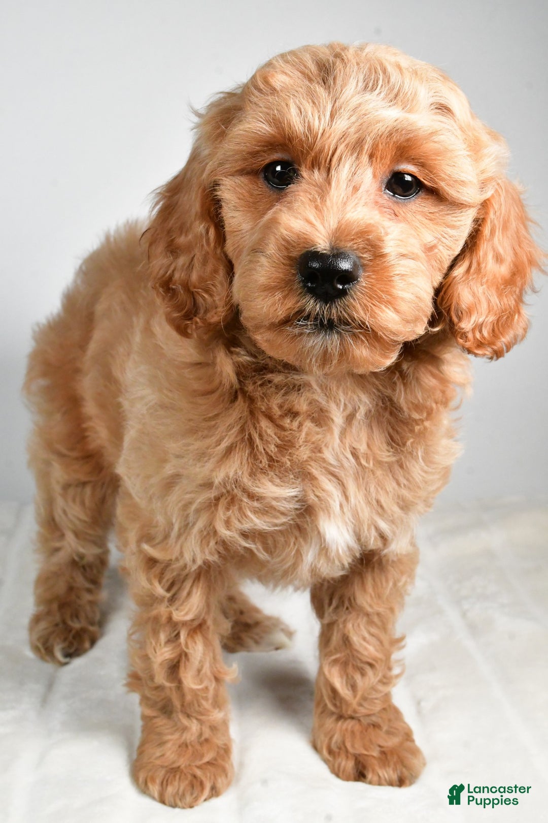 Cockapoo dogs for sale: israel - Ad 6