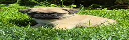 Pug dogs for sale: Oscar - Ad 2