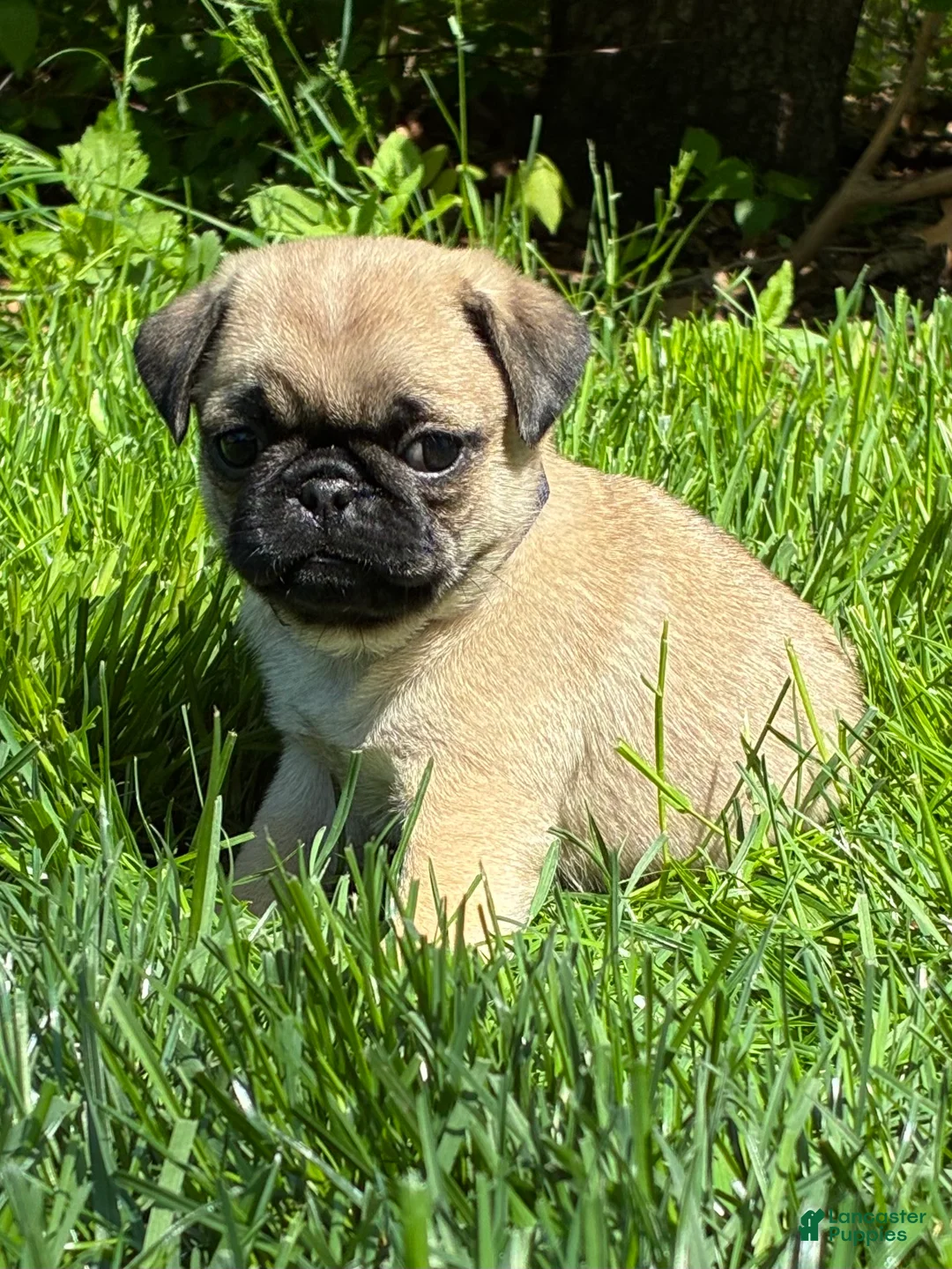 Pug dogs for sale: Oscar - Ad 2