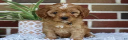 Cavapoo dogs for sale: Oakley  - Ad 13