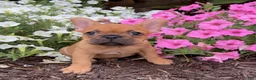 French Bulldog dogs for sale: Beth - Ad 3