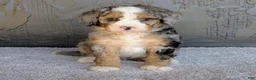 Mini Bernedoodle dogs for sale: Milton  - Ad 2