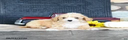 Maltipoo dogs for sale: Dawny - Ad 4