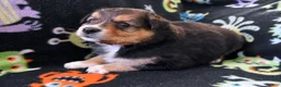 Miniature Australian Shepherd dogs for sale: Miniature Australian Shepherd 2 - Ad 6
