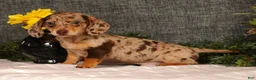 Miniature Dachshund dogs for sale: Jakey - Ad 5
