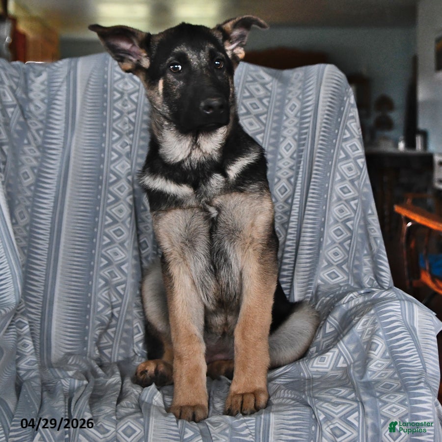 German Shepherd dogs for sale: Thelma - Ad 1