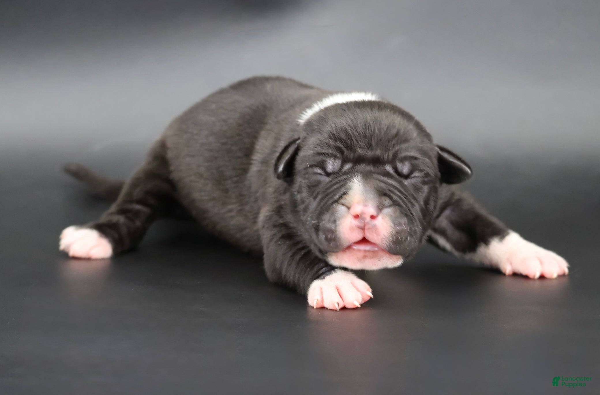 American Bully dogs Perseus - XL - ABKC - Ad 2