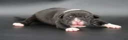 American Bully dogs for sale: Perseus - XL - ABKC - Ad 2