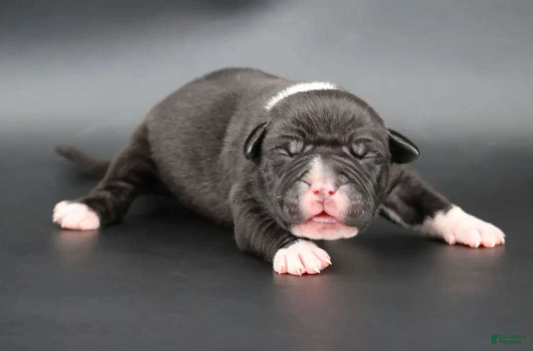 American Bully dogs for sale: Perseus - XL - ABKC - Ad 2