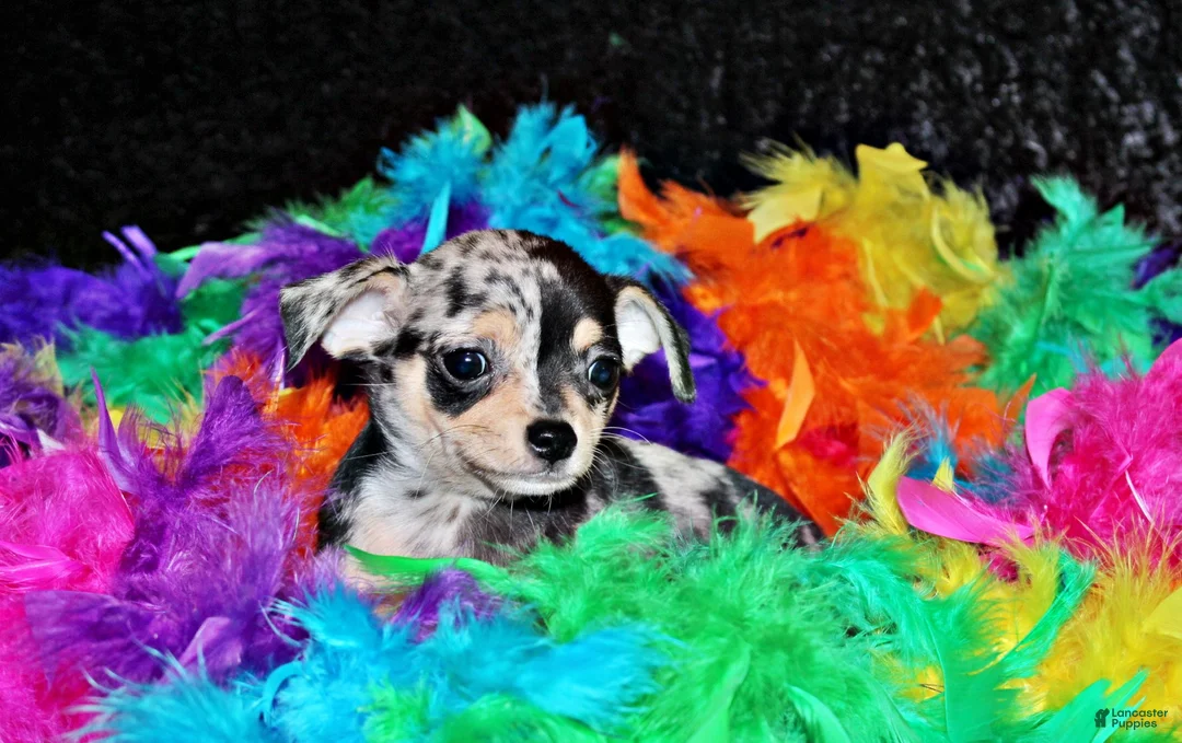 Chihuahua dogs for sale: Dagan - Ad 3