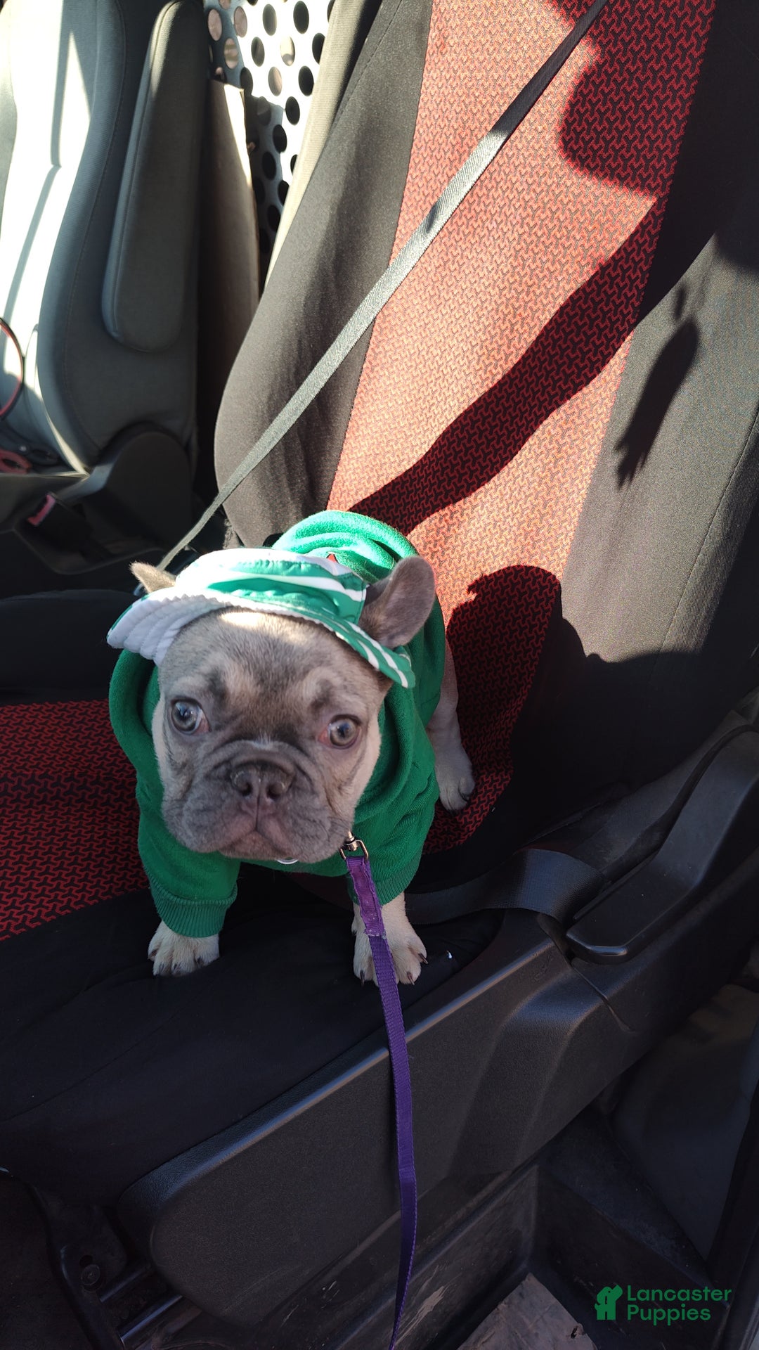 French Bulldog dogs for sale: French Bulldog Puppy 1 - Ad 2