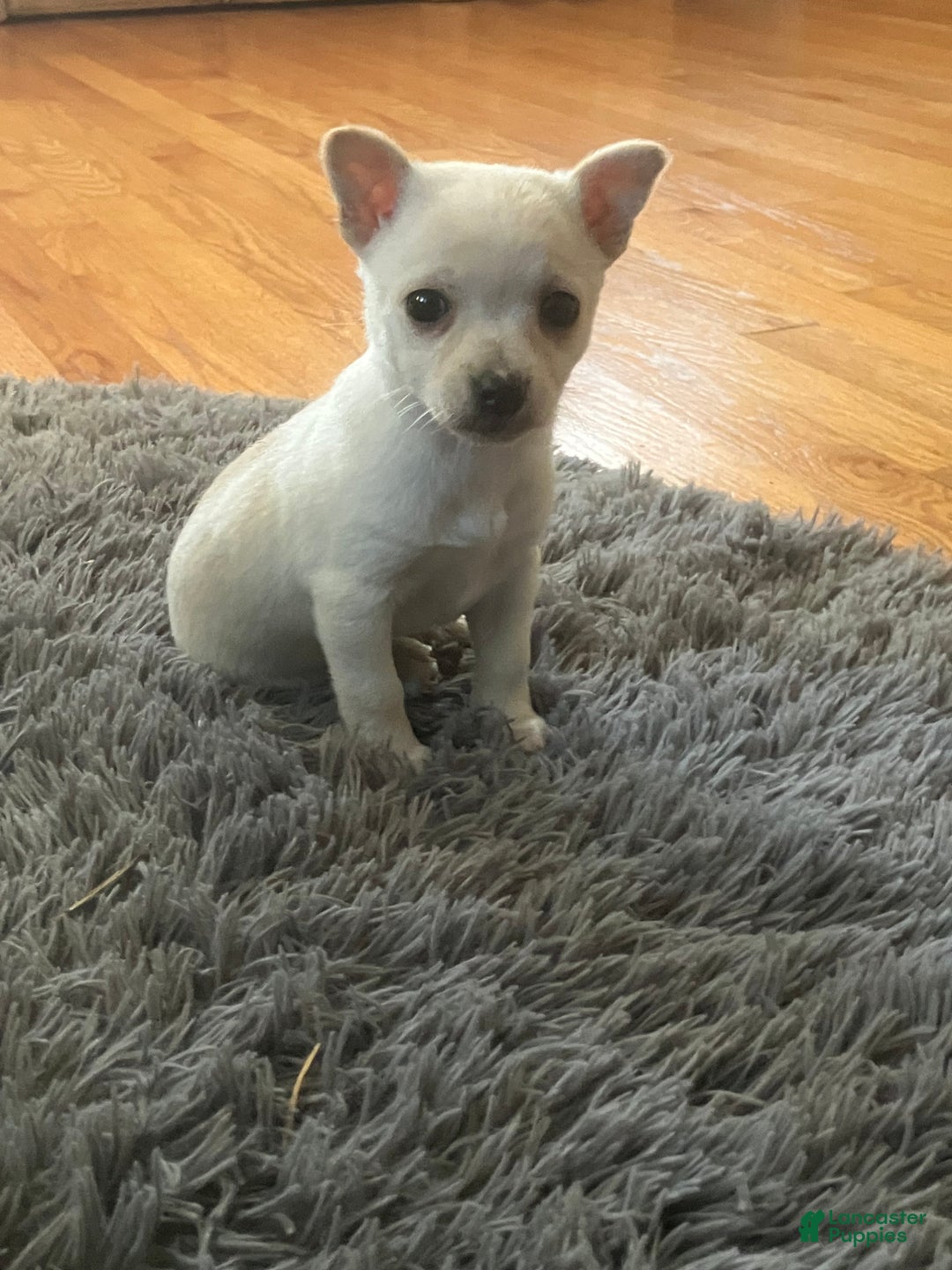 Chihuahua dogs for sale: Kelly - Ad 3