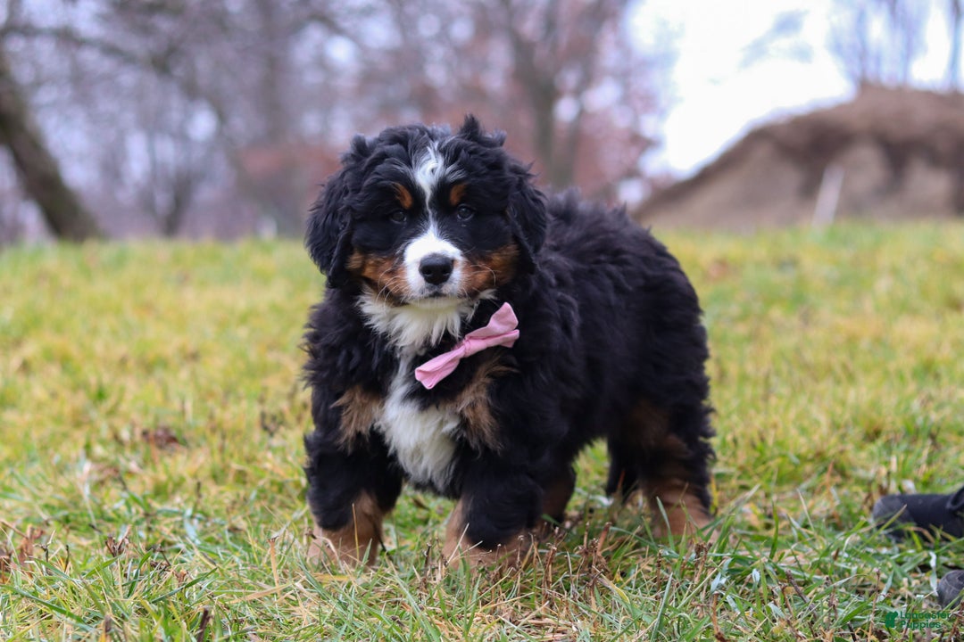 Bernese Mountain Dog dogs for sale: Sadie - Ad 6