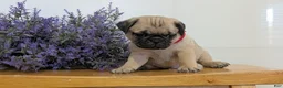 Pug dogs for sale: Nash - Ad 5