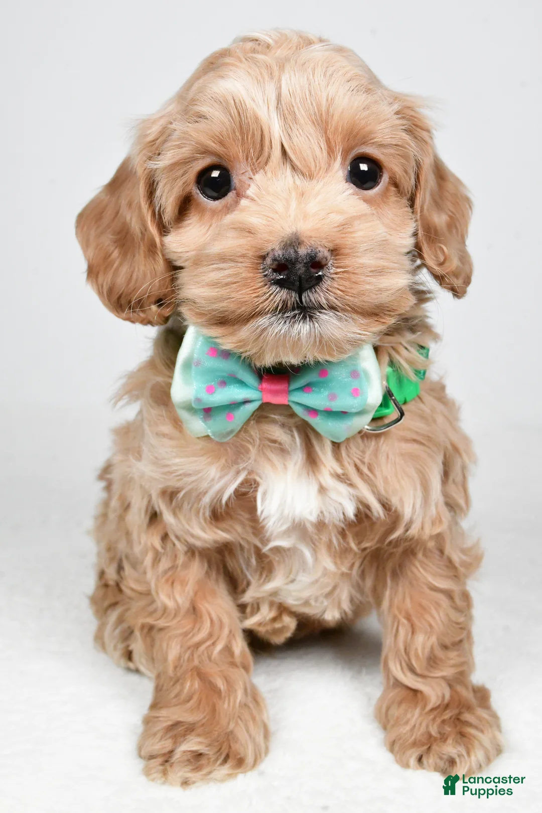 Cockapoo dogs for sale: Parker - Ad 6